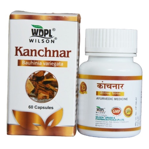 Kanchnar Bauhinia Variegata Capsules